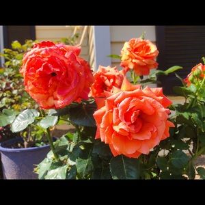 Meet your Posher, Queenie